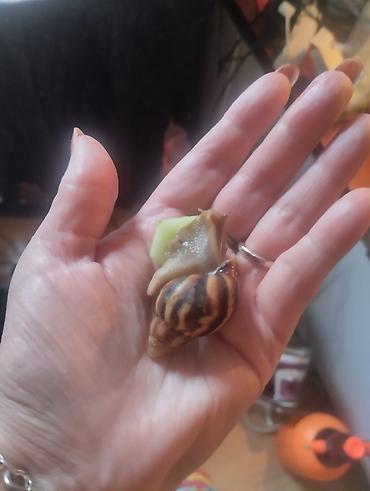 Животные: Гигантские ахатины (Achatina) и молодняк - Взрослые особи крупного — 5