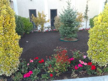 Şitillər: Qazon satışı enli yarpaq danimarka toxumuyla əkilmə qazon satışını -da lalafo.az — 18 Şitillər: Qazon satışı enli yarpaq danimarka toxumuyla əkilmə qazon satışını — 18