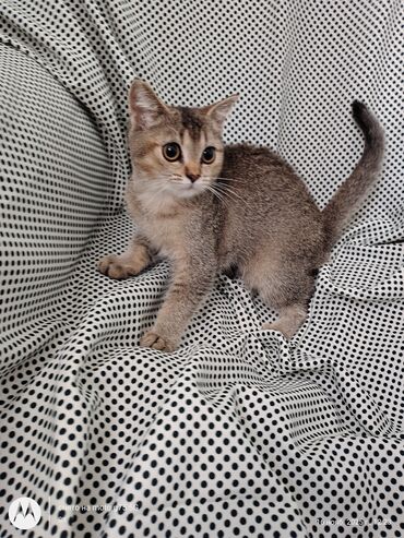 Pişiklər: Britan, Erkək, Yaxşı əllərə, Ünvandan götürmə — 8