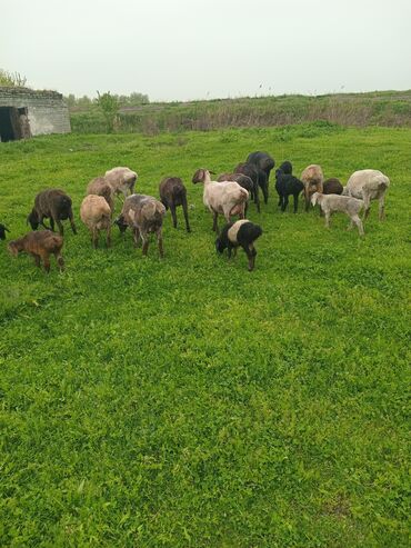 Башка кызматтар: Требуется Пастух 50 голов овец на длительное время оплата 30