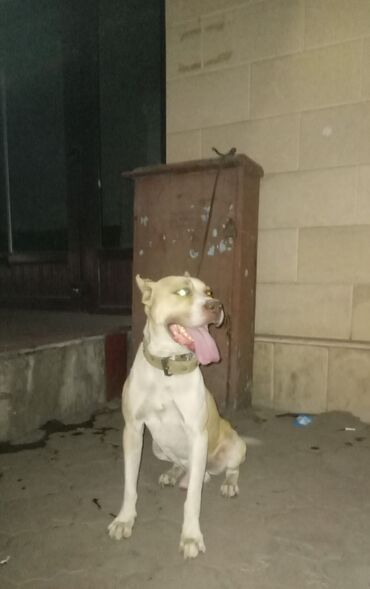 Продажа собак: Американский питбультерьер, кобель, рыже-белый окрас. Крепкое — 5