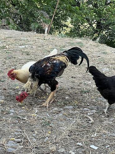 cucə və xoruz təmsil: Heyreti xoruz bir yaş 3 ayliqdir temiz qan heyvandir cadirilma — 4