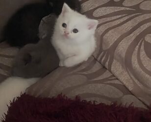 şotlan pişiyi: Britan 40 günlūk şirin oynagan erkek bala