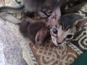 каракол животных: Бронь, бронь! выставляются на бронь 2 котёнка, породы сфинкс. Котята — 5