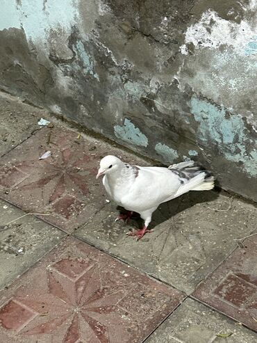 göyərçin şəkilləri: Ucan heyvandi erkeydi