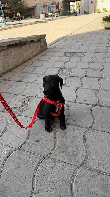 Отдам даром собаку: Собака даром: 2 месяца, Самец — 4