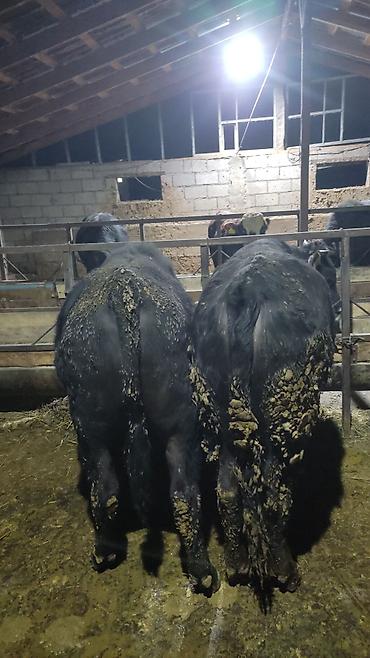 Коровы, быки: Продаю | Бык (самец) | На откорм — 17