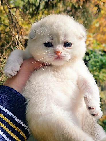 Вязка кошек: Вязка !!! Читайте внимательно! Не продаётся. Молодой привозной котик — 7