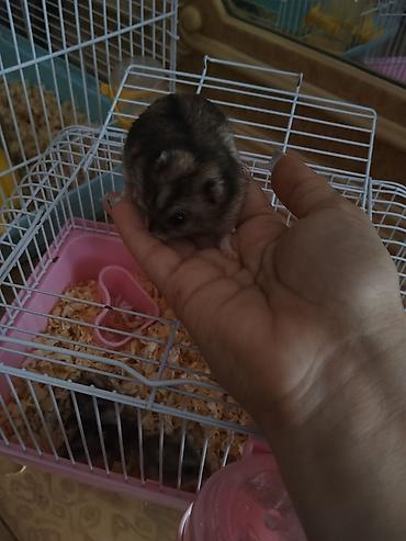 hamster near me: Cırtdan xomyaklar – ev heyvanı Qəfəslə birlikdə hamısı 50 AZN ayrı — 3