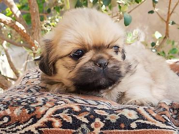 İtlər: Pekines — 14