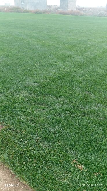 Süni qazon: Rulonlu qazon – professional əkilib-becərilmiş, sıx və vahid yaşıllıq — 4