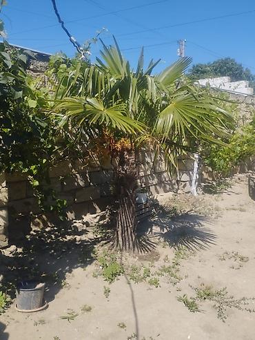 xurma agaci: Trachycarpus fortunei (Vind palmı) – həyətyanı sahələr və bağlar üçün — 3
