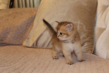 Pişiklər: Qızıl şinşilla, Erkək — 12