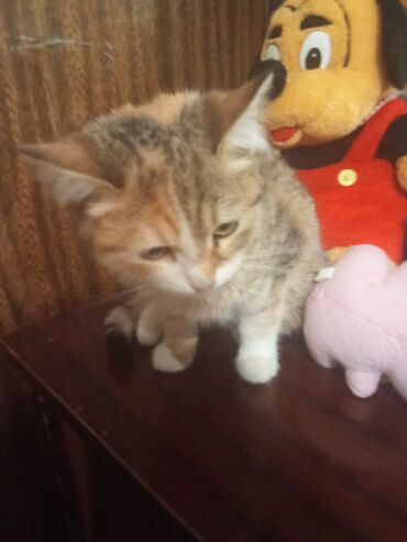 Pişiklər: Şotland toppuş az tüklü ba la şirindi tippusdu — 3