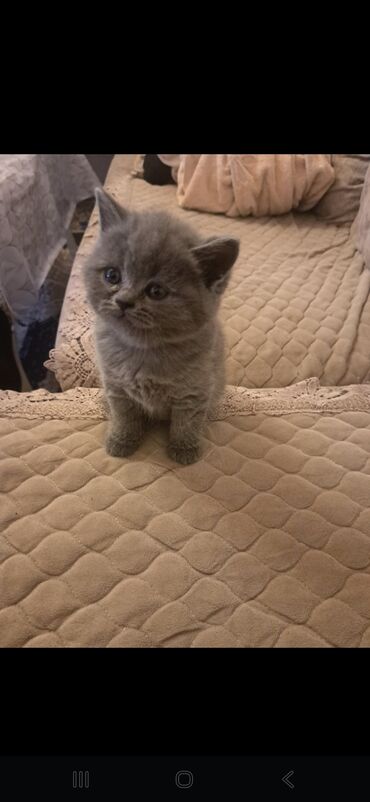 Pişiklər: Şotland yastı qulaq — 16