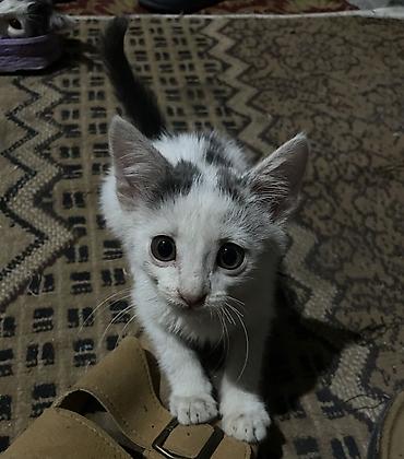 рыжий пятнистый кот купить: Котёнок, белый с серо‑чёрными пятнышками - Примерный возраст: котёнок — 4