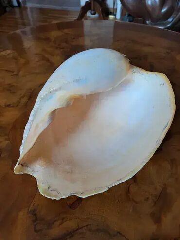 Akvariumi: Tri velike, izuzetno lepe skoljke. Dimenzija i cena: 30x23cm 4000din — 5