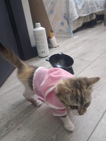 котёнок девочка: Беспородная, 2 месяца, Девочка, Приучена к лотку, Проглистована — 9
