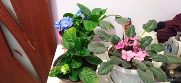 шкаф бу для одежды: Комнатные цветы в горшках: - Гортензия крупнолистная (Hydrangea