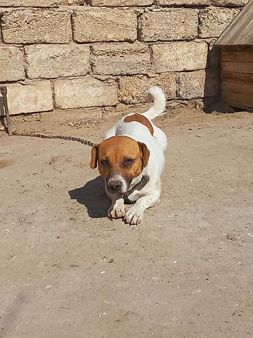 İtlər: Cek rassel teryer, 2 il, Dişi -da lalafo.az — 17 İtlər: Cek rassel teryer, 2 il, Dişi — 17