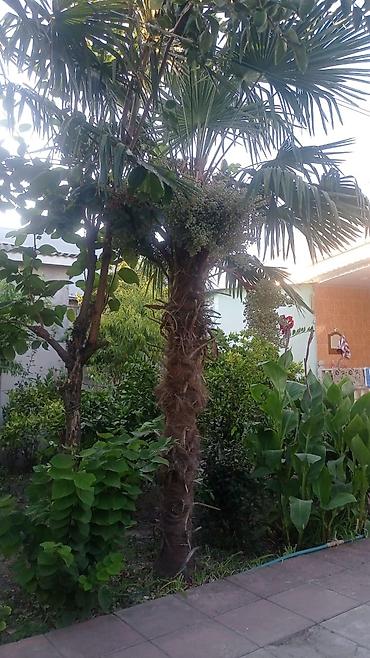helba bitkisi faydaları: Satılır: dekorativ palma ağacları (Trachycarpus türü) 12 illik palma — 1