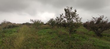 Torpaq sahələrinin satışı: 93 sot, Kənd təsərrüfatı — 6