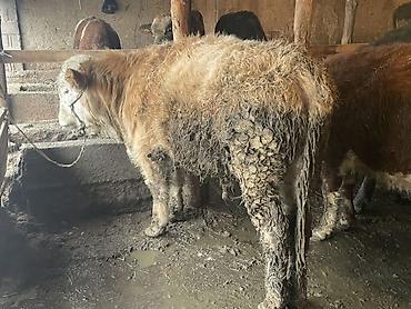 Коровы, быки: Продаю | Бык (самец) — 5