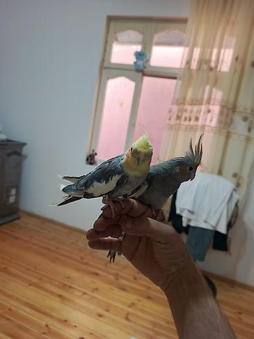 qus sesleri: Nimfa (cockatiel) cütlüyü - Növ: Nimfa papağanı (cockatiel) - Rəng — 2