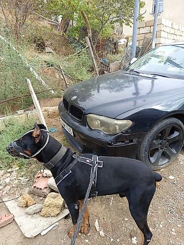 İtlər: Doberman, 1 il, Erkek, Ünvandan götürmə — 5