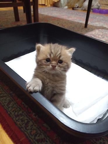 Pişiklər: Britan, Erkək, Yaxşı əllərə, Ünvandan götürmə — 7