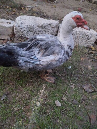 Ördəklər: Satılır yetişkin dişilər 18 manata yetişkin erkekler isə 30 manata tam — 7