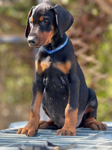 Psi: Prodaju se prelepi štenci dobermana, rodjeni 02.07.2025. Štenci su — 10