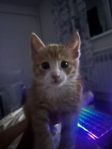 новорожденный котенок: Рыжий котёнок с белой мордочкой и лапками. Лоток и миску отдадим