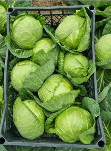 торты на заказ бишкек: Башка азыктануучу азык-түлүктөр