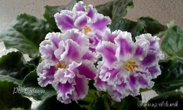 Otaq bitkiləri: 5,6 m starter — 16