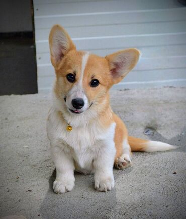 Psi: Prelepi štenci Welsh Corgi Pembroke, od odličnih roditelja: D.O.B — 7