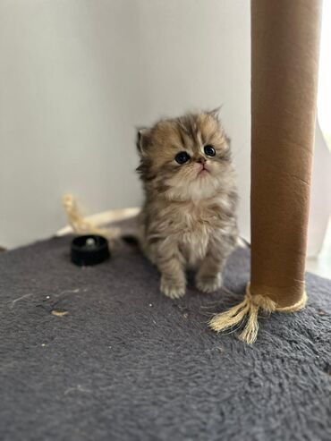 Pişiklər: Britan yastı qulaq, Erkək, Dişi — 4