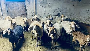 Баран, овца: Продаю | Баран (самец) | Арашан — 8