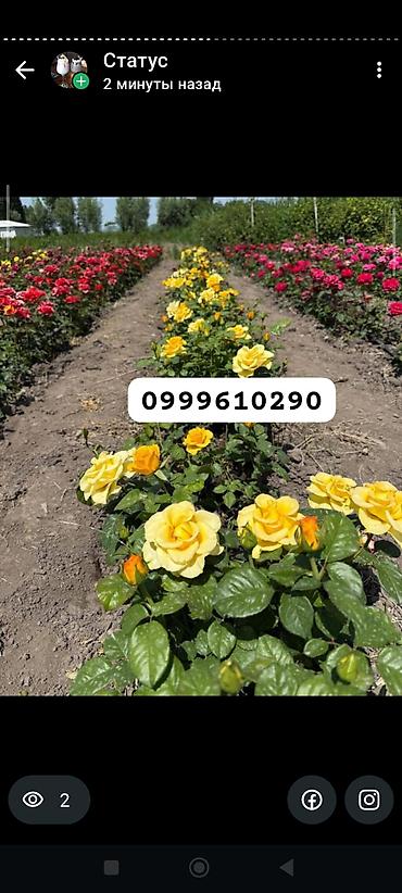 Rose saplings: Саженцы — 22