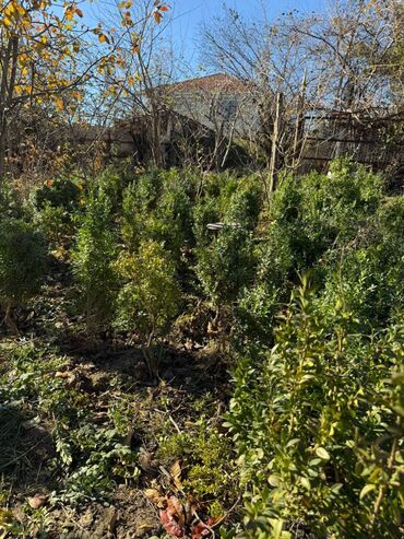 Şitillər: Şimşir tingləri satıram. Onlar dekorativ haşiyələr, hedcinqlər və — 21