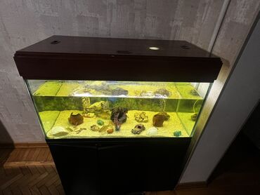 Akvariumlar: Böyük ölçülü şüşə akvarium komplekti - Ön və yanları şəffaf şüşəli — 13