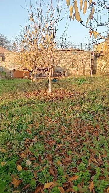 Torpaq sahələrinin satışı: Kənd təsərrüfatı — 7