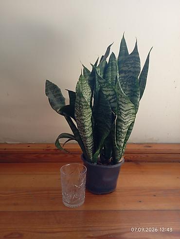 qül: Otaq bitkiləri – Sansevieria (Qayınana dili) və Hoya (mum çiçəyi) - — 1