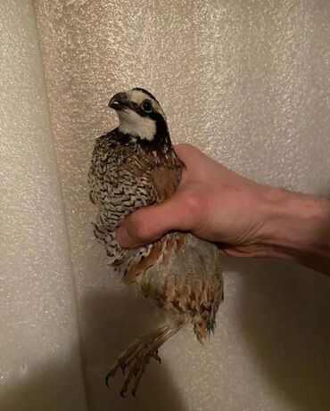 где купить инкубационное яйцо породистых кур: Продам виргинских куропаток 10 штук
Цена укзаза за 1 штуку