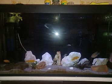 ocean filter: Akvarium-şkaf, Balıqlarla birlikdə, 230 l — 9