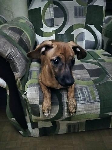 Отдам даром: Продаю породистую собачку таксу умную послушную к туалету — 3