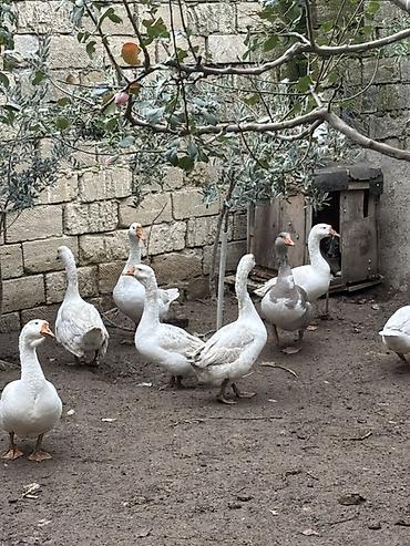 dos əti: 12ədəd qaz və 5ədəd ördek satılır kesimlik damazlıq 6-7ayın quşlarıdı — 2