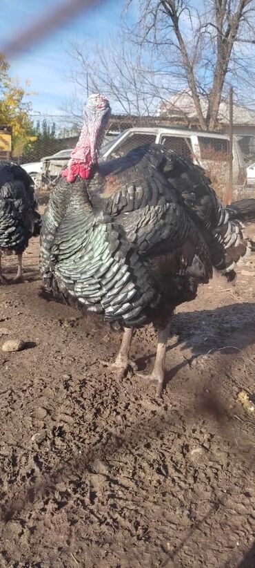 объявления о собаках sobaka: Продаю | Индюк (самец) | Черный принц | Для разведения | Племенные