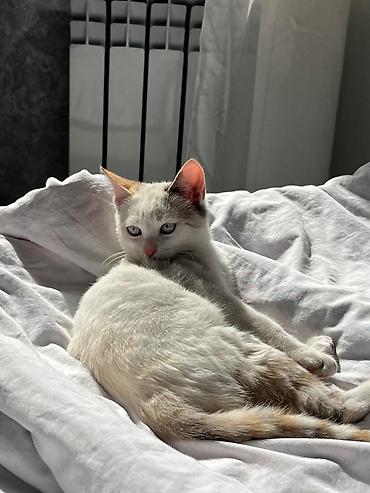 Табылган жана жоголгон мышыктар: 3 айлык, Ургаачы, Лотокко барууга үйрөтүлгөн, Курттардан тазаланган — 5