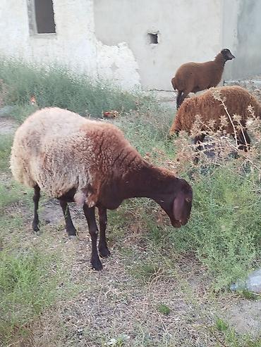 sani kecileri satisi: Qoyun sürüsü – yerli quyruqlu cins - Cins: Quyruqlu (yağlı quyruq) — 8